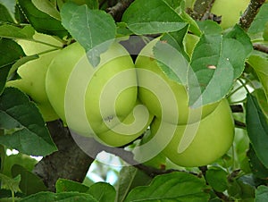 Apple tree