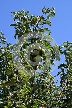 Apple tree