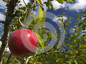 Árbol de manzana 