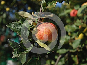 Apple on tree