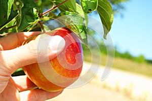 Apple on tree