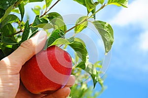 Apple on tree