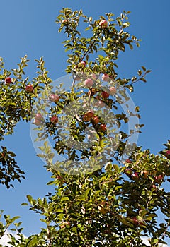 Apple Tree