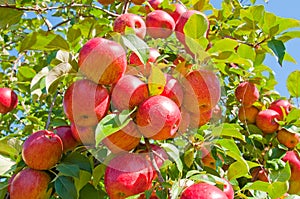 Árbol de manzana 