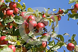 Apple tree photo