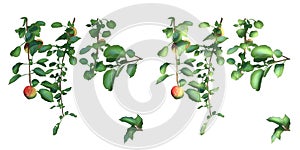 apple tree with 2 options, there are lighting and basic colors only