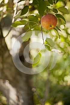 Apple on Tree
