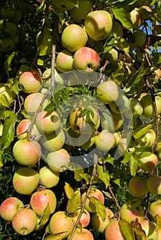Árbol de manzana 
