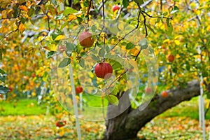 Apple tree photo