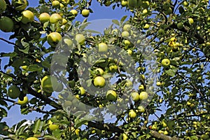 Apple tree