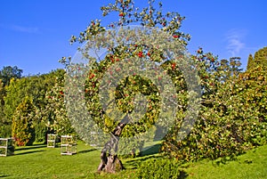 Apple tree
