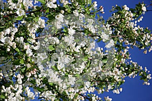 Apple-tree