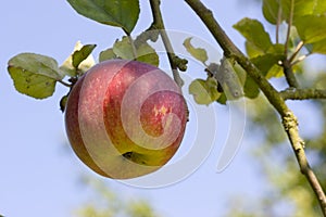 Jablko na strom 