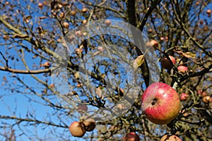 Apple in tree