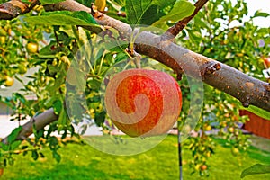 The apple tree