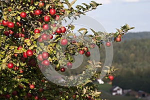 Apple Tree