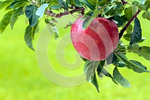 Apple tree