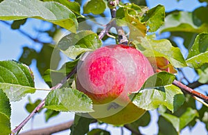 Apple on a tree