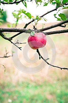 Apple in tree