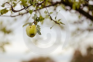 Apple in tree