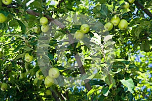 Apple tree