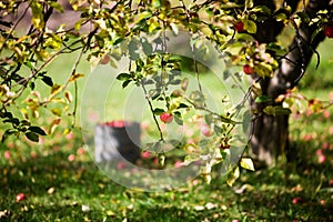 Árbol de manzana 