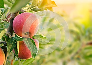 Apple tree