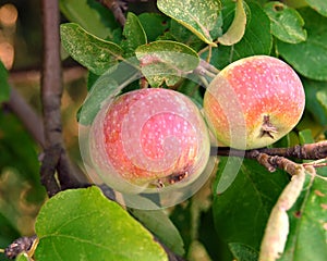 Apple Tree