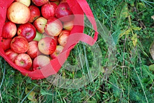 Apple tree, agriculture, leaf photo