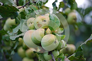 Apple tree, agriculture, leaf photo