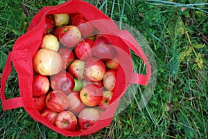 Apple tree, agriculture, leaf photo