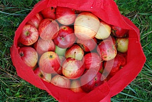 Apple tree, agriculture, leaf photo