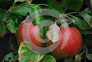 Apple tree, agriculture, leaf photo