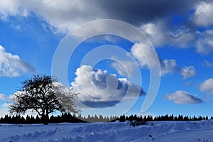 An apple tree alone under a blue sky