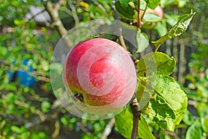 An apple on a tree. Apple in the orchard