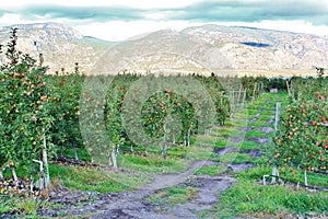 Apple Tree, Apple Orchard In Okanagan Valley, Kelowna, British Columbia photo
