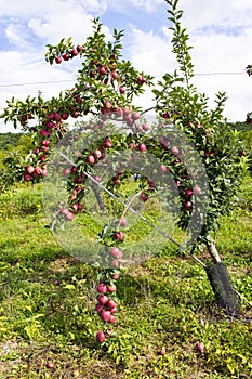 Apple tree in apple orchard in upstate NY