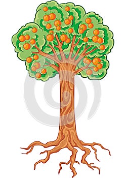 Apple tree with apples and roots, isolated object on a white background, vector illustration