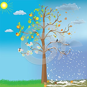 Apple tree as symbol of four seasonal changes