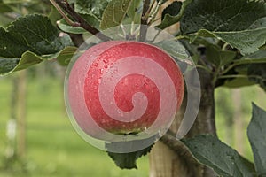 Apple on a tree in Aurland - Norway