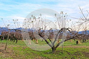 Apple tree in authumn