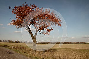 Apple tree in autumn photo