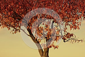 Apple tree in autumn photo