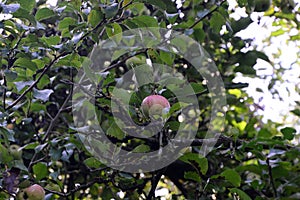 Apple Tree in Autumn in the Heath Lueneburger Heide, Walsrode, Lower Saxony