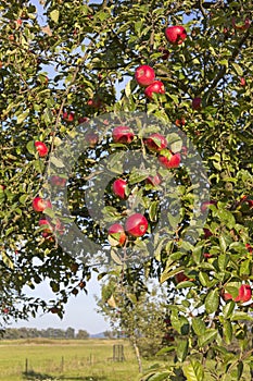 Apple Tree in Autumn.