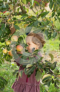 Apple tree baby
