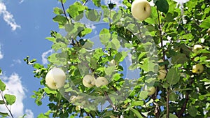 Apple tree on a background of the clear blue sky in slowmotion