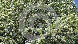 Apple tree in bloom