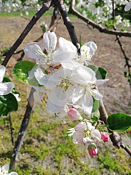 apple tree in bloom