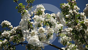 Apple-tree in bloom